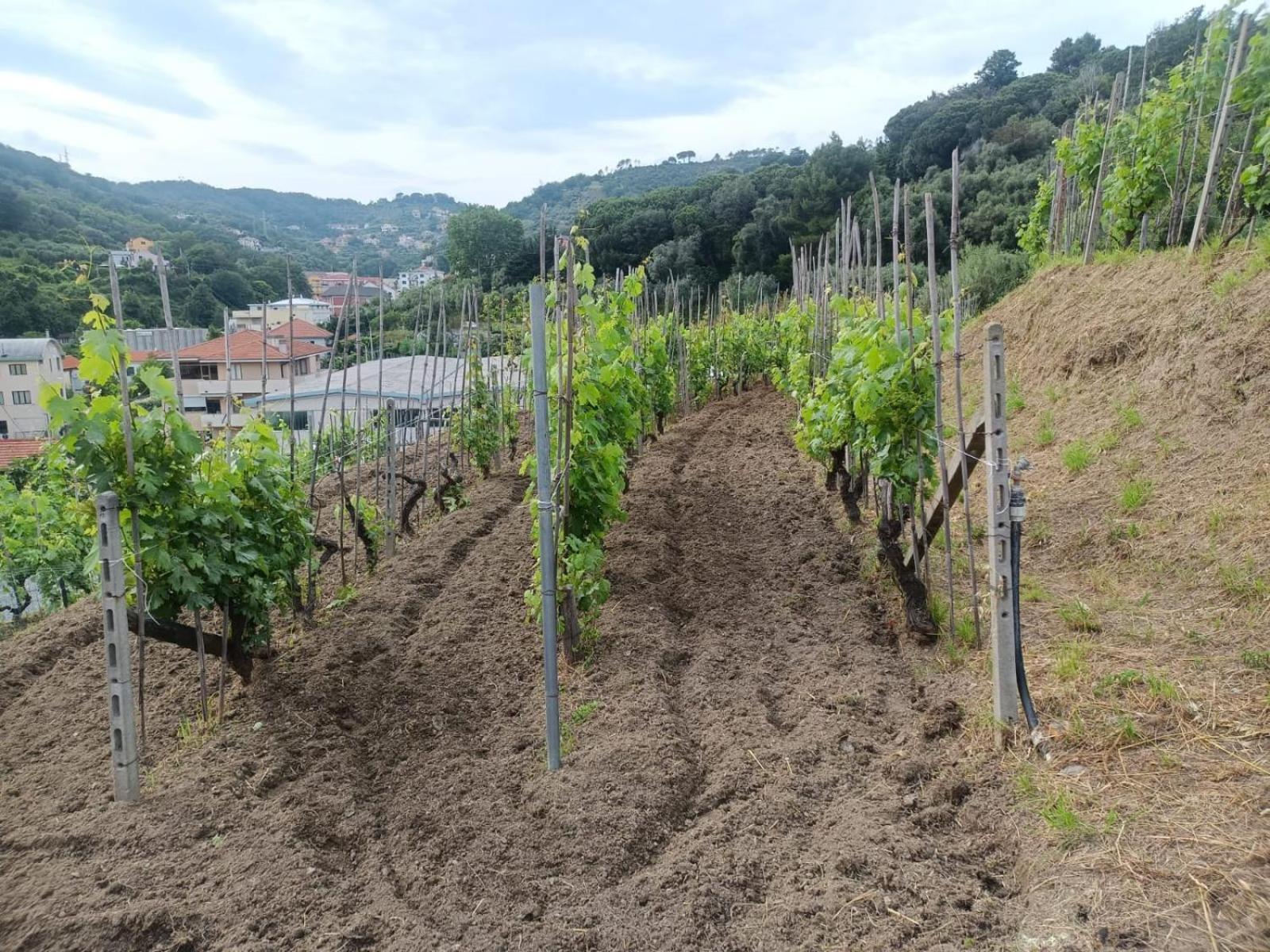 Agriturismo Cele Celle Ligure Eksteriør billede