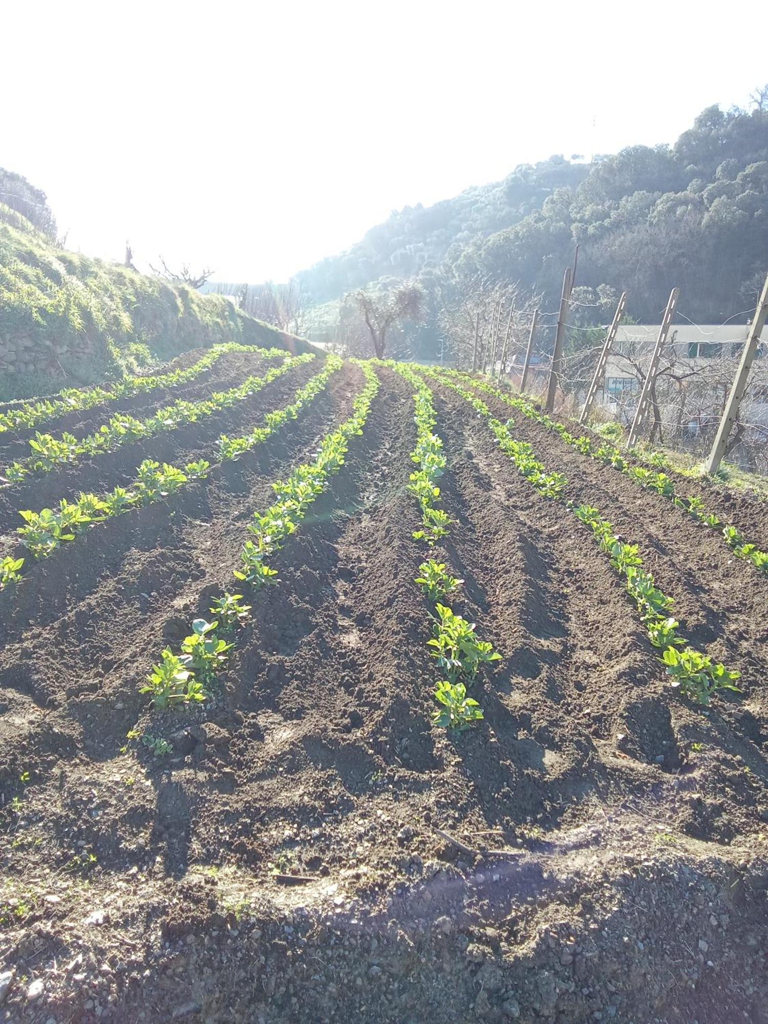 Agriturismo Cele Celle Ligure Eksteriør billede